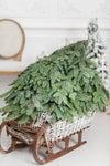Noble Fir