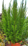 Eupatorium - Elegant Feather