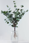 Eucalyptus - Baby Blue
