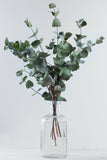 Eucalyptus - Baby Blue