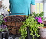 Lysimachia - Creeping Jenny Green