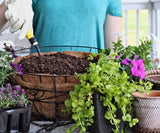 Lysimachia - Creeping Jenny Green