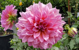 Dahlia - Dinner Plate Pink Islander