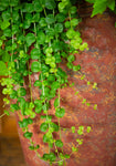 Lysimachia - Creeping Jenny Green