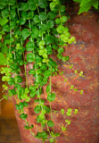 Lysimachia - Creeping Jenny Green