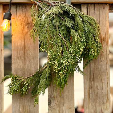 Incense Cedar
