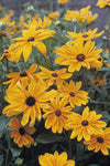 Rudbeckia - Indian Summer