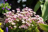 Saxifraga - Scenic Pink