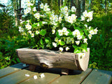 Begonia - Prelude Plus White