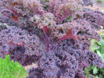 Flowering Kale - Redbor