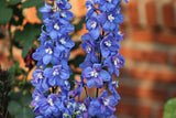 Delphinium - Aurora Blue