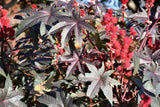 Castor Bean - Ricinus