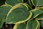 Hosta - Snow Cap