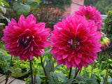 Dahlia - Dinner Plate Purple Engelhardt's Matador