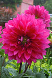 Dahlia - Dinner Plate Purple Engelhardt's Matador