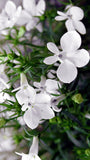 Lobelia - Regatta White