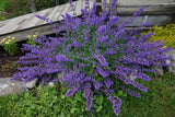 Nepeta - Walker's Low Catmint