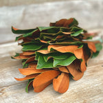 Magnolia Tips