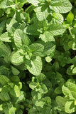 Mint - Mojito Mint