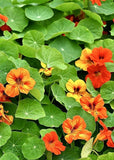 Nasturtium - Jewel Mix