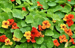 Nasturtium - Jewel Mix