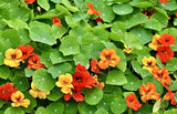 Nasturtium - Jewel Mix