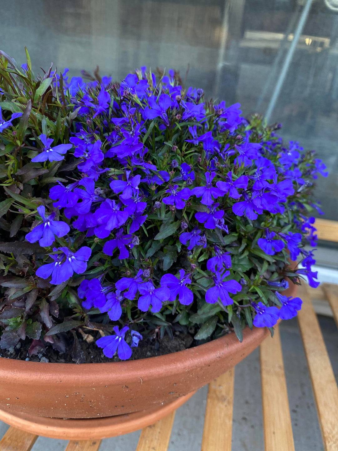 charmed wine plant indoor Oxalis