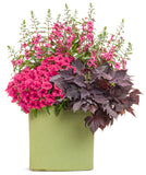 Petunia - Supertunia Vista Fuchsia