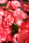 Begonia - Amstel Netja Dark Pink