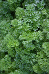 Parsley - Darki