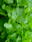 Parsley - Italian