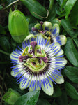 Passiflora - Passion Plant