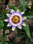 Passiflora - Passion Plant