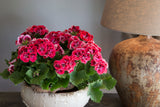 Geranium - Martha Washington Elegant Red Velvet