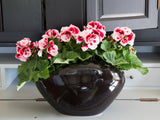 Geranium - Martha Washington Elegant Crystal Rose