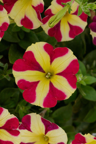 Petunia - Amore Queen of Hearts