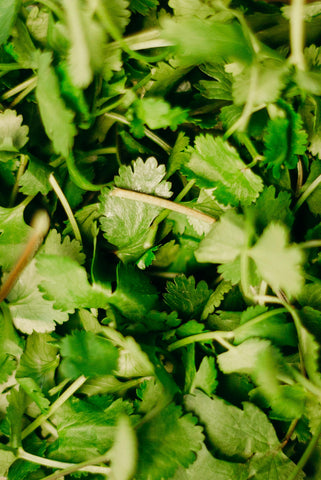 Cilantro - Santo