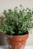 Thyme - Spicy French (herb)