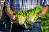 Lettuce - Romaine Ideal Cos