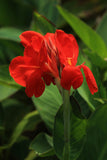 Canna Lily - Cannova Scarlet