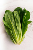 Lettuce - Romaine Ideal Cos