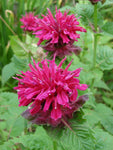 Monarda - Marshall's Delight