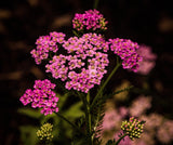 Achillea millefolium - Skysail Bright Pink