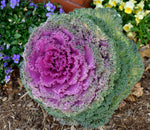 Flowering Kale - Songbird Red