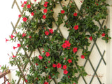 Dipladenia - Tropica Grande Red