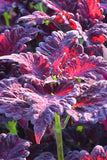 Coleus - Black Dragon
