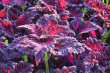Coleus - Black Dragon