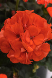 Geranium - Rocky Mountain Orange