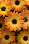 Osteospermum - Sunshine Beauty