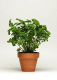 Parsley - Darki